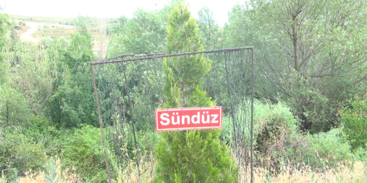 Köyde vefat eden her kadın için fidan dikiyor