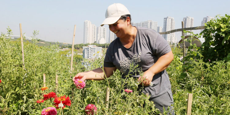 Küçükçekmece'deki hobi bahçelerinde hasat yapılıyor