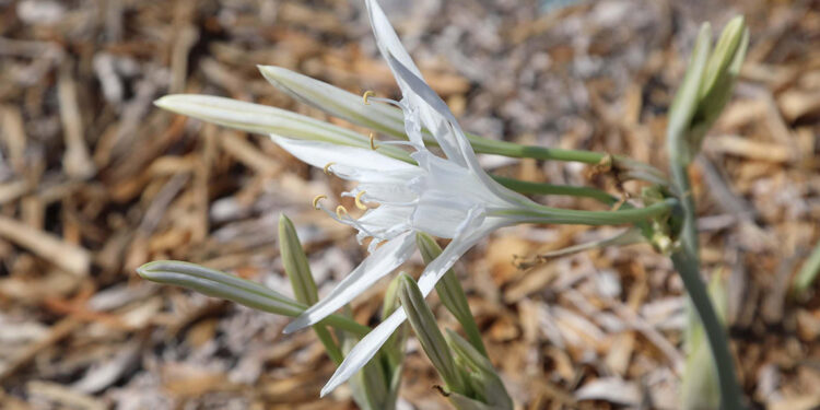 Kum zambakları, çitlerle çevrilerek koruma altına alındı