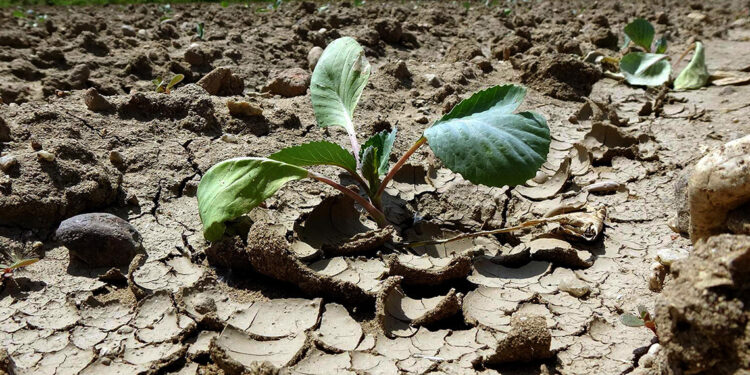 Kuraklığa dayanıklı bitki türleri geliştirmemiz lazım