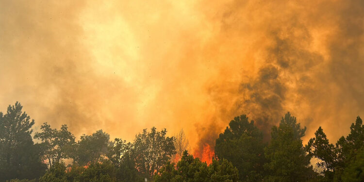 Kütahya'da orman yangını