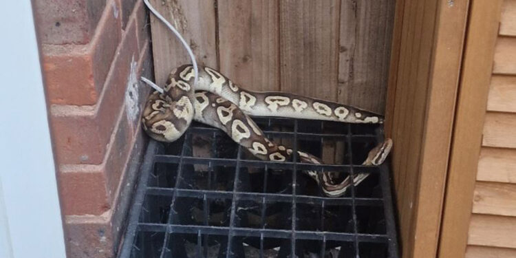 Londra'da polis kraliyet pitonunun sahibini arıyor