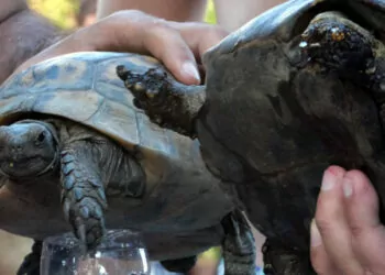 Maki yangınında kurtarılan kaplumbağalar tedaviye alındı