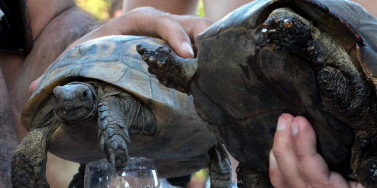 Maki yangınında kurtarılan kaplumbağalar tedaviye alındı
