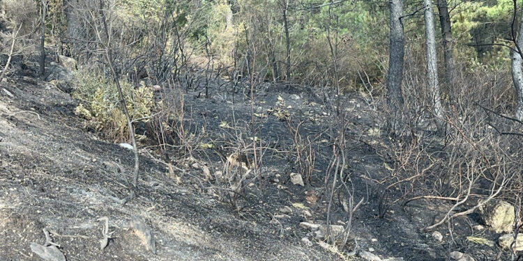 Maltepe'deki orman yangınında 3 hektarlık alan zarar gördü