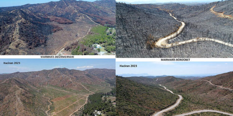 Marmaris'te yanan ormanlar 1 yılda yeşile döndü