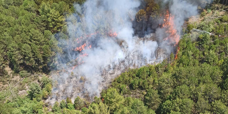 Muğla'nın Ula ilçesinde orman yangını