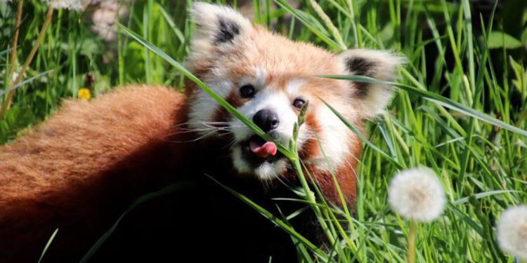 Nesli tehlikedeki kızıl panda nüfusuna ikiz yavru katıldı