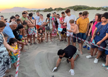 Patara'da deniz kaplumbağası yuva sayısında rekor