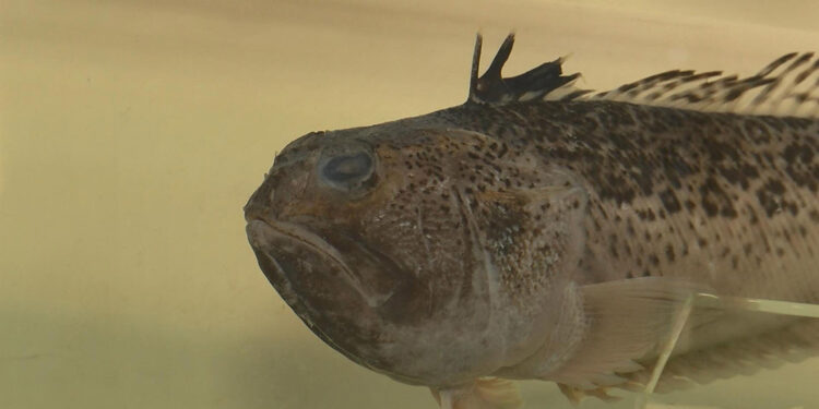 Plajlarda 'trakonya' tehlikesi