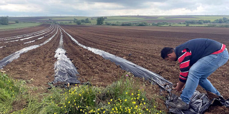 Poşetleme sistemi ile kuraklığı yendi; 10 ton karpuz elde etti