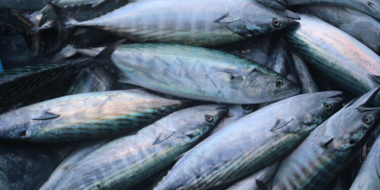 Sıcak hava palamudu vurdu