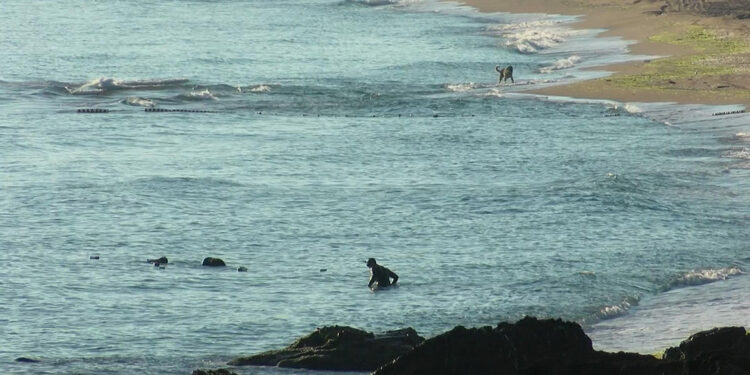Şile'de denizde bulunan top mermileri imha ediliyor