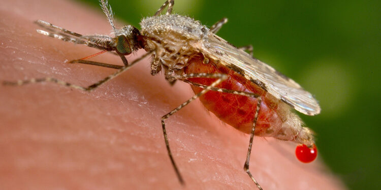 Sıtma 60 yıllık bir pandemi, Covid’de daha şanslıydık