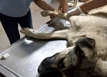 Manisa'da hayvanseverin beslediği köpeğe tüfekle ateş açıp öldürdü