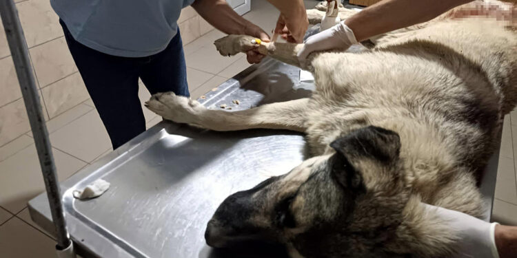 Manisa'da hayvanseverin beslediği köpeğe tüfekle ateş açıp öldürdü