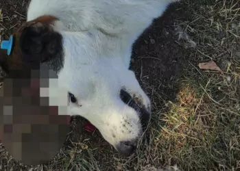Sokak köpeği başından vurularak öldürüldü