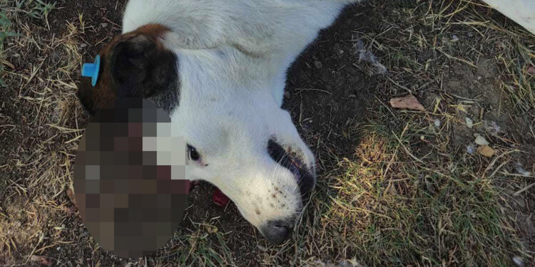 Sokak köpeği başından vurularak öldürüldü