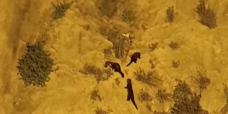 Su samurları kale surlarına tırmanırken görüntülendi