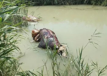Sulama kanalında ölü 2 büyükbaş bulundu