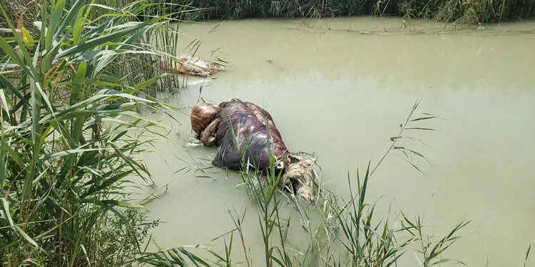 Sulama kanalında ölü 2 büyükbaş bulundu
