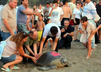 Tedavisi tamamlanan 8 deniz kaplumbağası denize bırakıldı
