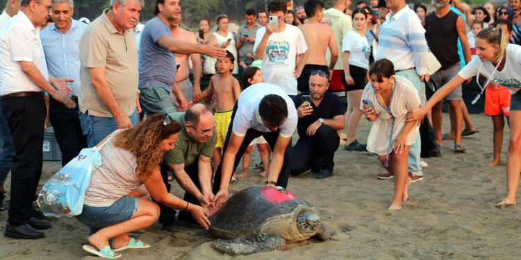 Tedavisi tamamlanan 8 deniz kaplumbağası denize bırakıldı