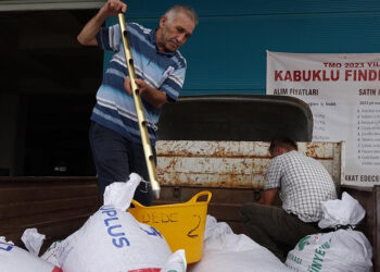 Trabzon'da TMO fındık alımları başladı