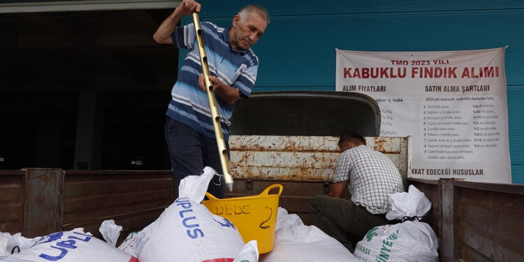 Trabzon'da TMO fındık alımları başladı