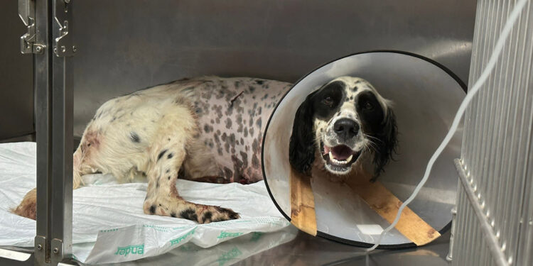 Tüfekle vurulan köpek bir ayağını kaybetti