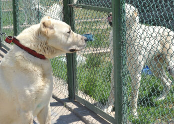 Türk ırkı köpek sahibi olmak için 6 ay sıra bekliyorlar