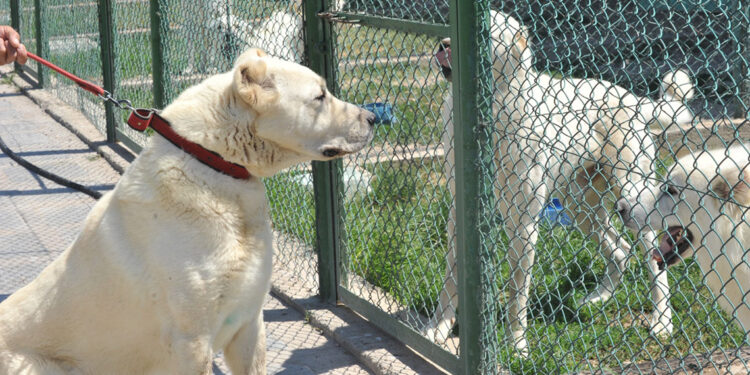 Türk ırkı köpek sahibi olmak için 6 ay sıra bekliyorlar
