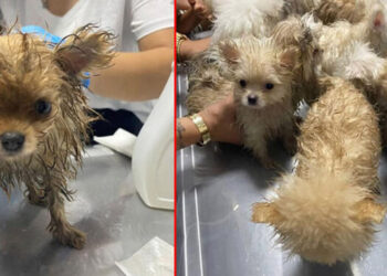 Türkiye'ye kaçak getirilen 22 köpeğe el konuldu