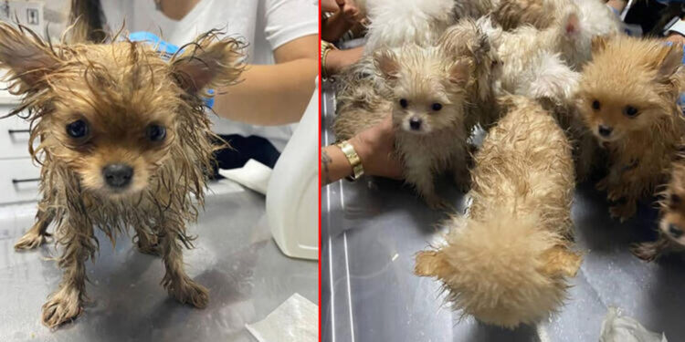 Türkiye'ye kaçak getirilen 22 köpeğe el konuldu