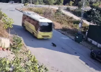 Tuzla'da i̇ett otobüsü yolda yatan köpeği ezdi, şoför kaçtı