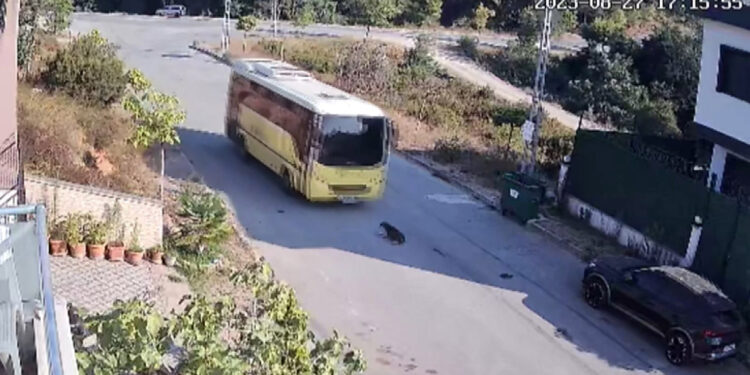 Tuzla'da İETT otobüsü yolda yatan köpeği ezdi, şoför kaçtı
