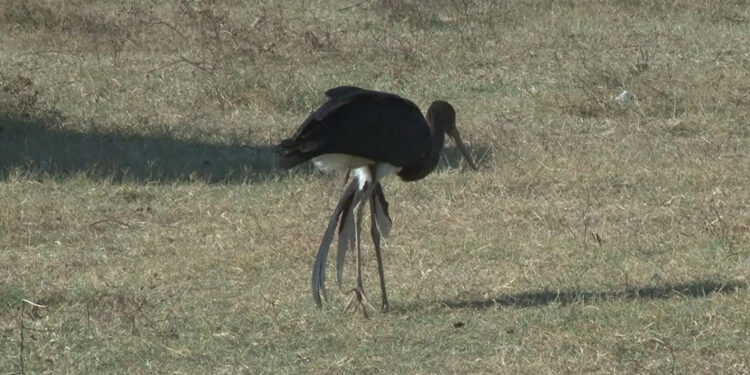 Yaralanan kara leyleğin göç yolculuğu yarıda kaldı 