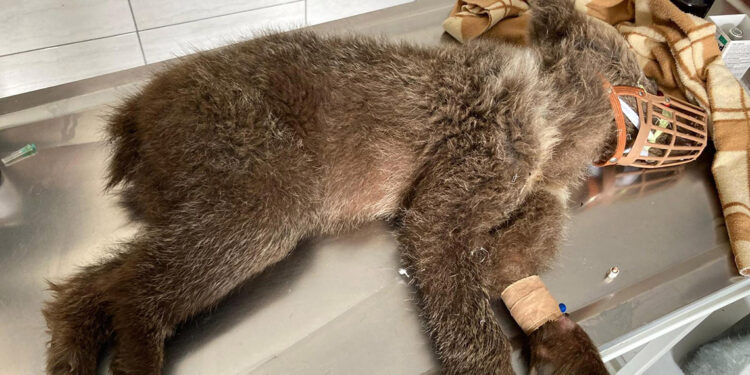 Yaralı bulunan bozayı yavrusu tedavi edildi