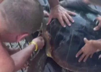 Yaralı deniz kaplumbağasını tekne kaptanı kurtardı