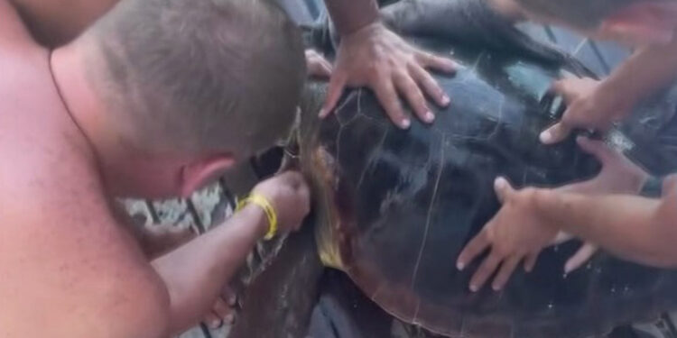 Yaralı deniz kaplumbağasını tekne kaptanı kurtardı