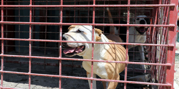 Yasaklı ırklara barınaktan çıkış yok