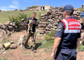 Yavru kurdu sosyal medyada satışa çıkaran kişiye ceza