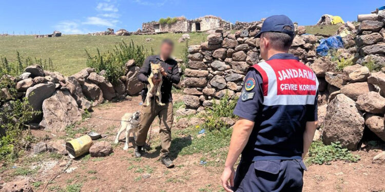 Yavru kurdu sosyal medyada satışa çıkaran kişiye ceza