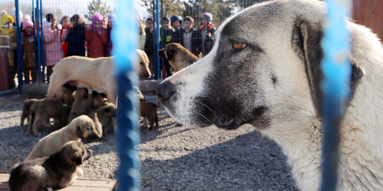 Yılda 250 bin kişi kuduz şüphesiyle aşılanıyor