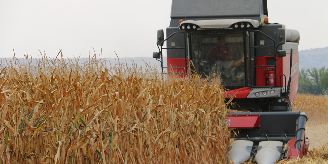 Adana'nın Kozan ilçesinde 90 bin dekarda ekilen mısırın hasadına başlandı. Kozan Ziraat Odası Başkanı Yüksel Şahbazoğlu, mısırda taban fiyatın açıklanmadığını belirterek, yetkililere çağrı yaptı.