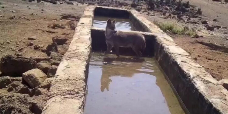 Su içerek serinleyen yaban hayvanları kamerada