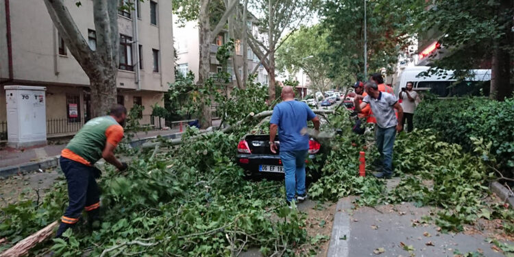 Ankara'da kuvvetli rüzgarda ağaçlar devrildi