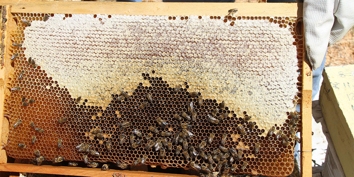 Tarım ve Orman Bakanlığı Tarımsal Araştırmalar ve Politikalar Genel Müdürlüğü'ne bağlı Alata Bahçe Kültürleri Araştırma Enstitüsü Müdürlüğü Arıcılık Bölümü, 2 bin 100 rakımdaki Torosların eteğinde bal hasadına başladı.