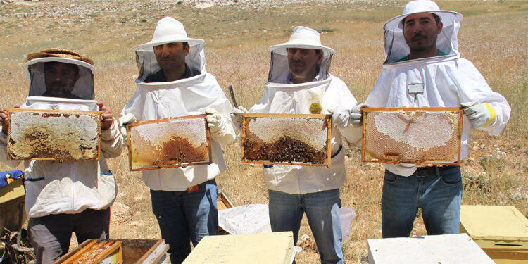 Torosların eteğinde bal hasadı başladı