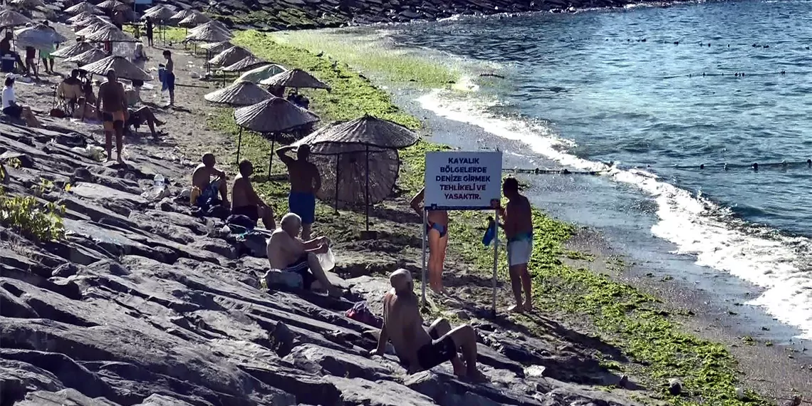 Avcılar belediyesi plajı yosunla kaplandı
